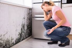 Professional Mold Removal in Roebuck, SC